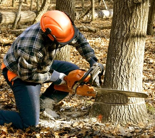Tree Removal in Norvell, MI